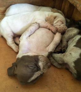 bracco italiano cuccioli