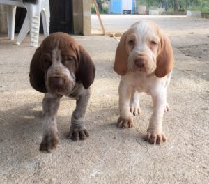 bracco italiano cuccioli