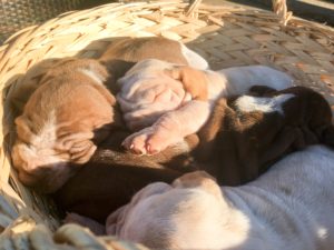 bracco italiano cuccioli