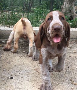 bracco italiano cuccioli