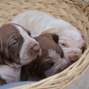 bracco italiano cuccioli