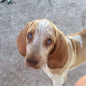 bracco italiano cuccioli