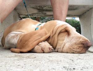 bracco italiano cuccioli