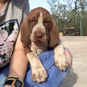 bracco italiano cuccioli