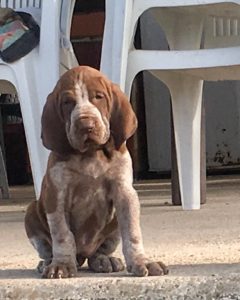 bracco italiano cuccioli