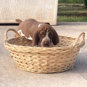 bracco italiano cuccioli