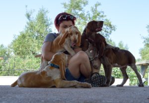 bracco italiano cuccioli