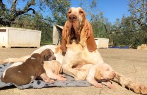 bracco italiano cuccioli