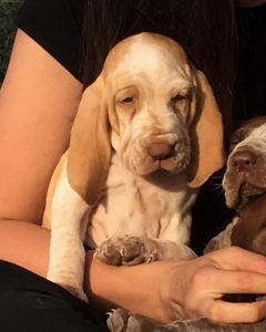 bracco italiano cuccioli