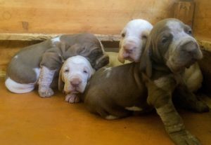 bracco italiano cuccioli