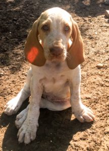 bracco italiano cuccioli