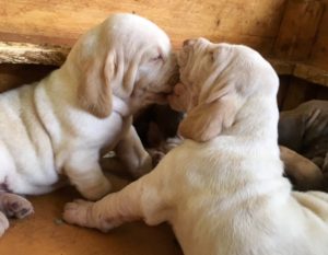 bracco italiano cuccioli