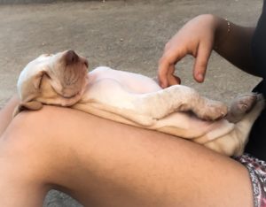 bracco italiano cuccioli