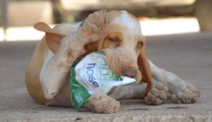 bracco italiano cuccioli