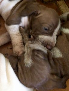 bracco italiano cuccioli