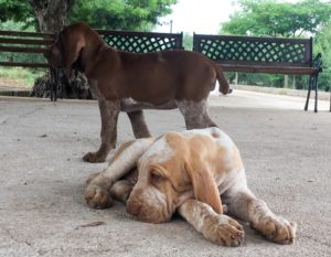 bracco italiano cuccioli