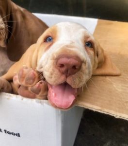 bracco italiano cuccioli