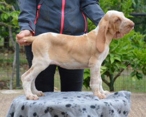 bracco italiano cuccioli