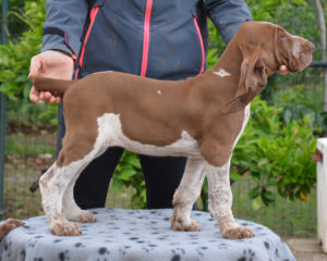 bracco italiano cuccioli