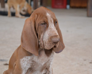 bracco italiano cuccioli