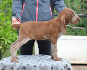 bracco italiano cuccioli