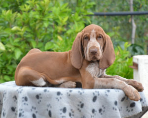 bracco italiano cuccioli