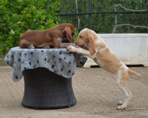 bracco italiano cuccioli