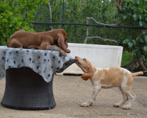 bracco italiano cuccioli