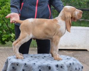 bracco italiano cuccioli