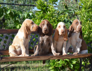 bracco italiano cuccioli