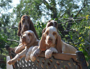 bracco italiano cuccioli