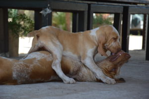 bracco italiano cuccioli