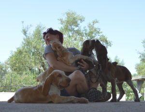 bracco italiano cuccioli