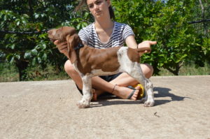 bracco italiano cuccioli