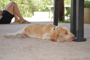 bracco italiano cuccioli