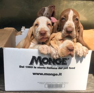 bracco italiano cuccioli