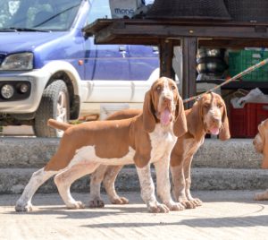 bracco italiano cuccioli