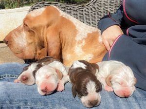 bracco italiano cuccioli