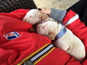 bracco italiano cuccioli