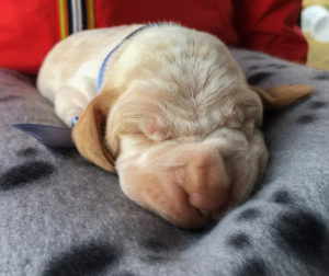 bracco italiano cuccioli