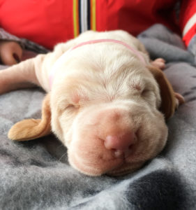 bracco italiano cuccioli