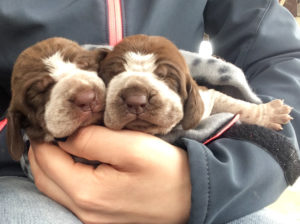 bracco italiano cuccioli