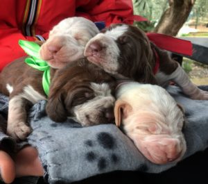 bracco italiano cuccioli