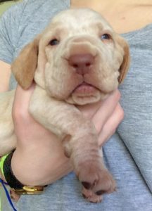 bracco italiano cuccioli