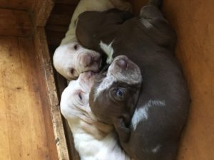 bracco italiano cuccioli