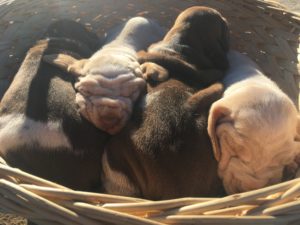 bracco italiano cuccioli