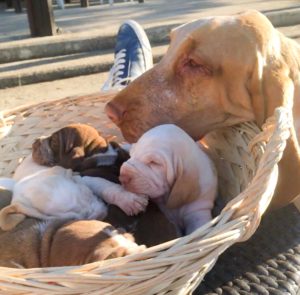 bracco italiano cuccioli