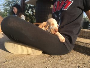 bracco italiano cuccioli