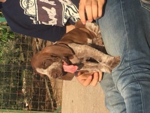 bracco italiano cuccioli