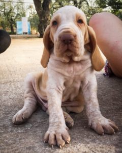 bracco italiano cuccioli